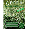Дерен белый / ОПТ 150 саженцев