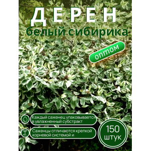 Дерен белый / ОПТ 150 саженцев