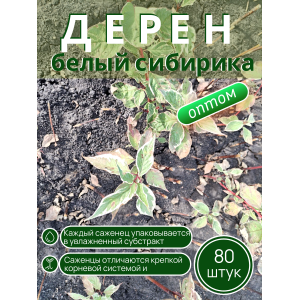 Дерен белый / ОПТ 80 саженцев
