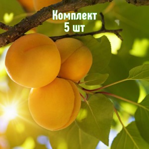 Комплект 5шт / Абрикос Солнышко