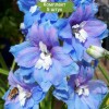 Саженцы дельфиниума Блю Лейс (Blue Lace) -  5 шт.: фото и описание