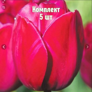 Комплект 5шт / Тюльпан Дэльта Графити